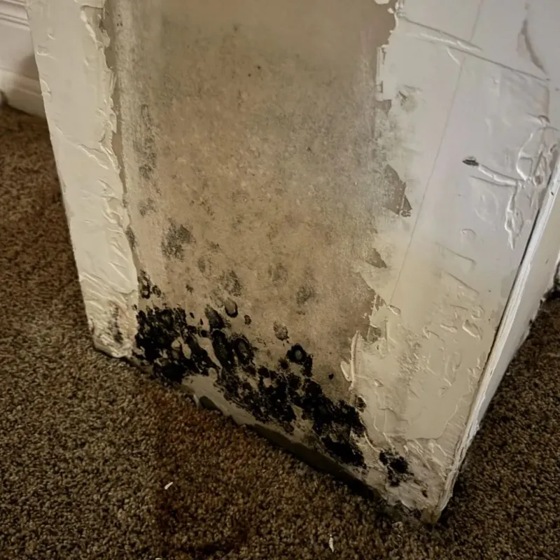 Professional Mold Removal in Maud, OK